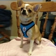 thumbnail image 2 of Breathable Harness with Handle Teddy Body Leash Puppy Harness Set, 2 of 8