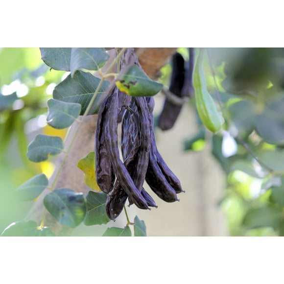20 CAROB TREE Saint John's Bread Ceratonia Siliqua Evergreen Edible Fruit Pods Legume Flowering Ornamental Tree Seeds