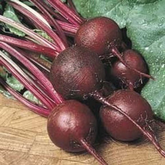 Beet Ruby Queen Great Heirloom Vegetable by Seed Kingdom 1 Lb Seeds