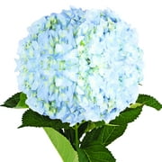 Blue Hydrangeas - Fresh Cut Flowers - 15 Stems - by Bloomingmore