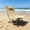 Khaki 1pc, variant on WTVIDAS Oversized Backpack Beach Chairs 2 Pack with 4 Position Lay Flat Portable Low Camping Chairs with Headrest&Side Pocket Folding Reclining Chairs for Beach Lawn Outdoor