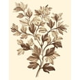 thumbnail image 2 of Munting, Abraham 12x14 Gold Ornate Wood Framed with Double Matting Museum Art Print Titled - Sepia Munting Foliage I, 2 of 4