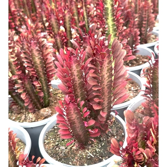 RedCrocus Euphorbia Trigona - African Milk Tree Succulent Indoor Plant - Full Sun, Pet Warning, 3-6 ft  4" Pot (Pack of 2)