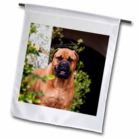 3dRose USA, California. Mastiff watching you. - Garden Flag, 12 by 18-inch