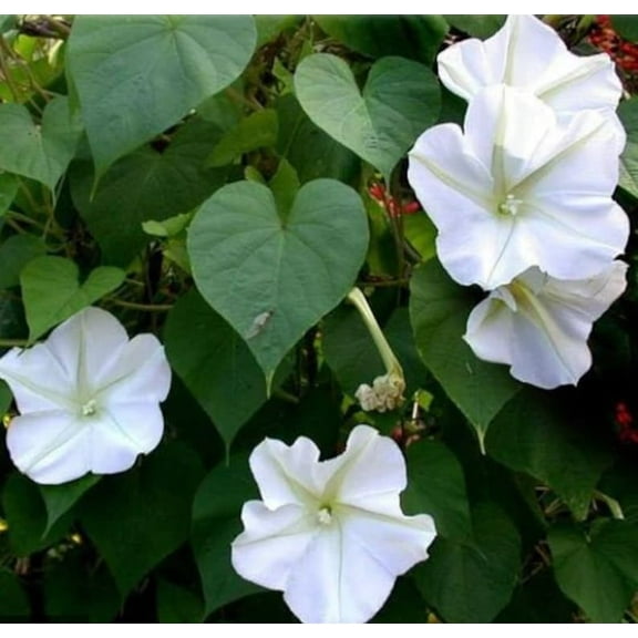 30 Morning Glory Seeds - Authentic Perennial Flowers - Fast Growing, Self-Pollinating - Ideal for Summer/Early Fall Planting - Enhance Your Garden with Vibrant Blooms