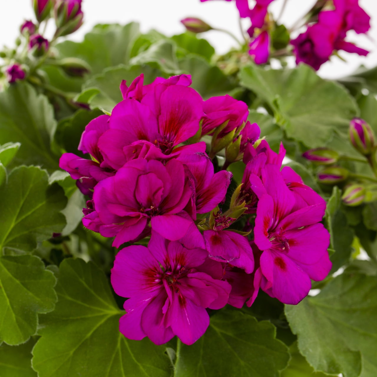 Expert Gardener 1PT Purple Geranium Live Annual Plant Sun 6-Pack