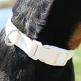 thumbnail image 4 of Vibrant Life Neoprene Cushioned Adjustable Dog Collar, Vanilla Cream, Small, 4 of 8