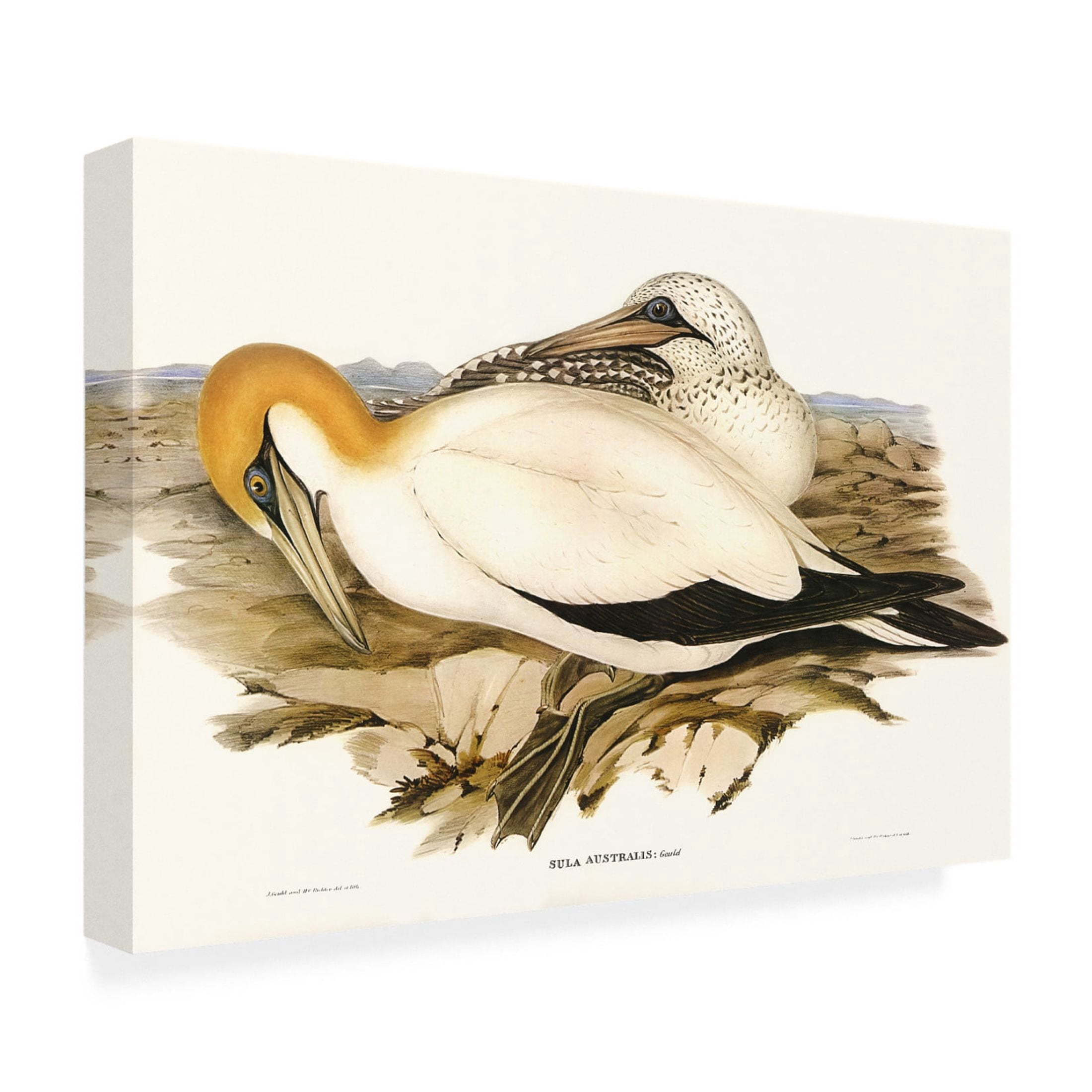 Trademark Fine Art Elizabeth Gould Waterbird Pairing VI Canvas Wall Art