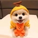 thumbnail image 5 of Xihbxyly Suéter para Perro Pequeño, Suave Forro Polar, Diseño Moderno de Manga Larga, Cómodo y Agradable para La Piel, Protección Contra El Frío En Invierno, Ropa para Perros, Tallas S/M/L, 5 of 5