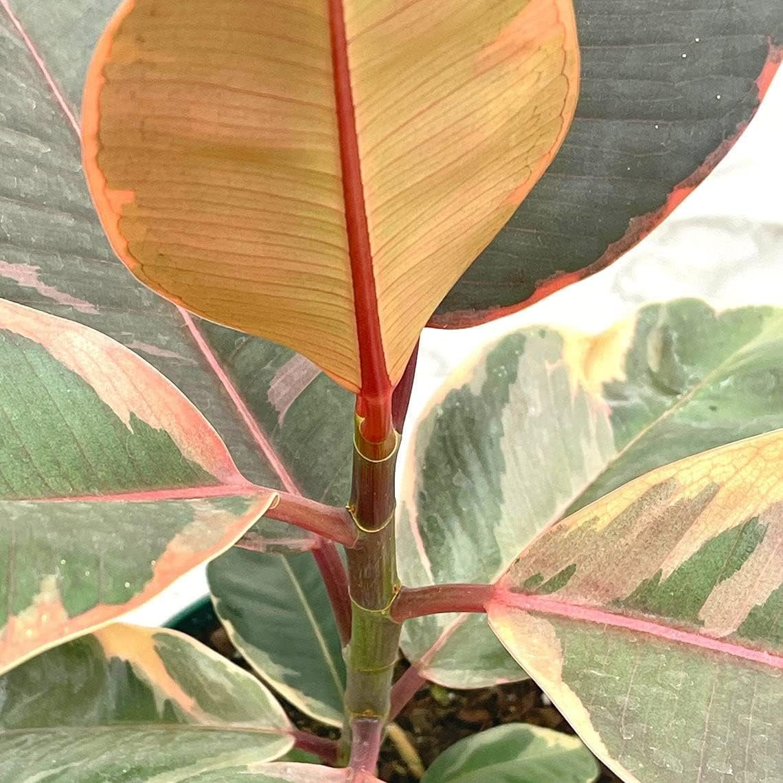 Ruby Ficus Rubber Plant - 2 Live Plants in 2 Inch Pots - Ficus Elastica 'Ruby' - Stunning Easy Care Interior Houseplant