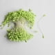 thumbnail image 3 of 1400 estambres artificiales de flores de doble cabeza para decoración de bodas. Verde, 3 of 7