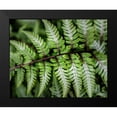 thumbnail image 2 of Head, Danny 14x12 Black Modern Framed Museum Art Print Titled - Fern Detail, 2 of 5