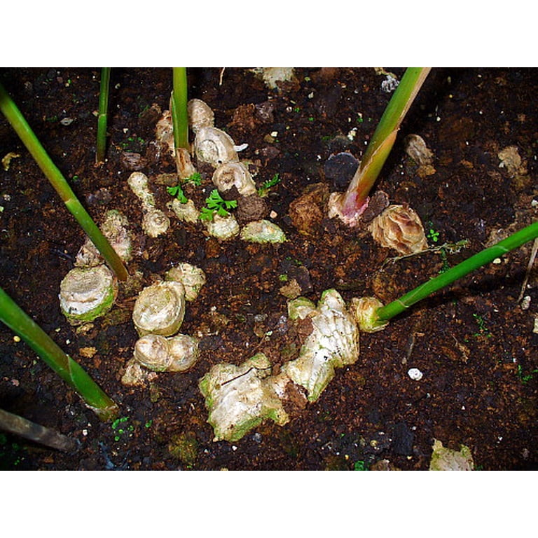 Edible Ginger Plants