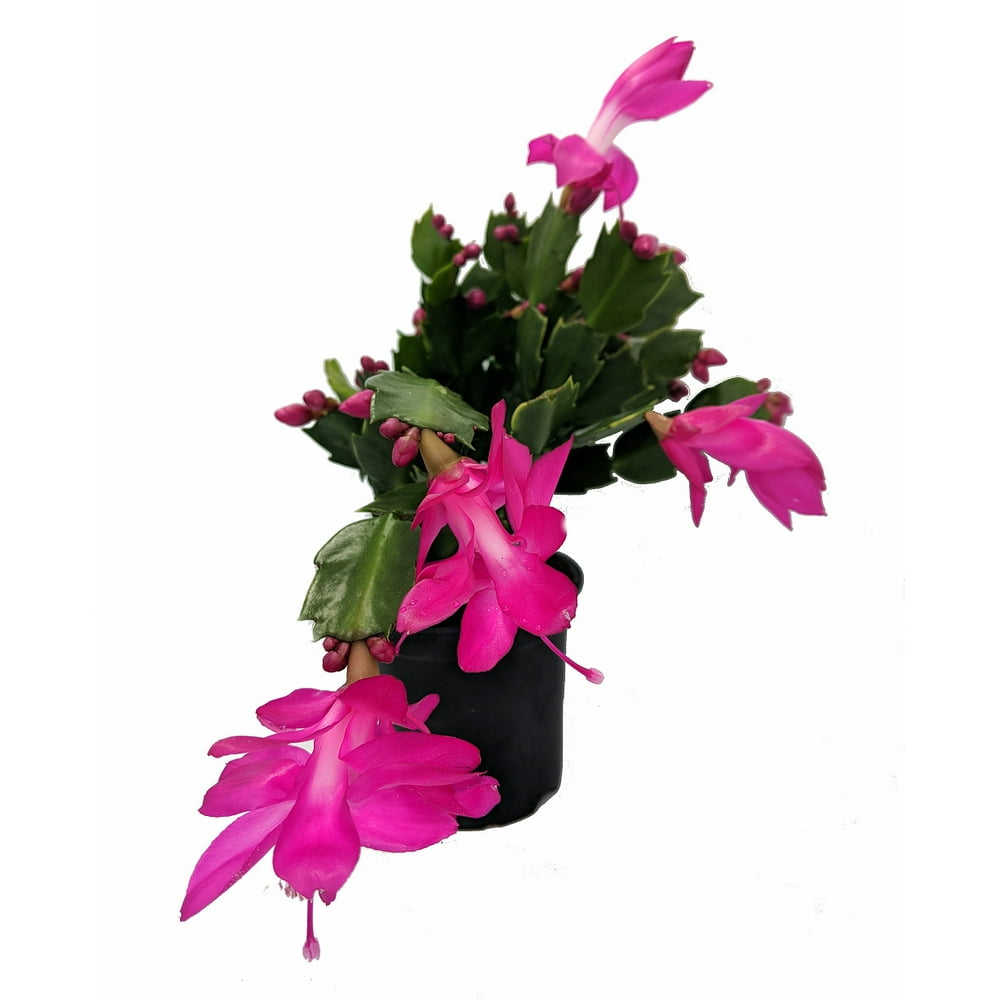 Purple Christmas Cactus Plant Zygocactus 4" pot