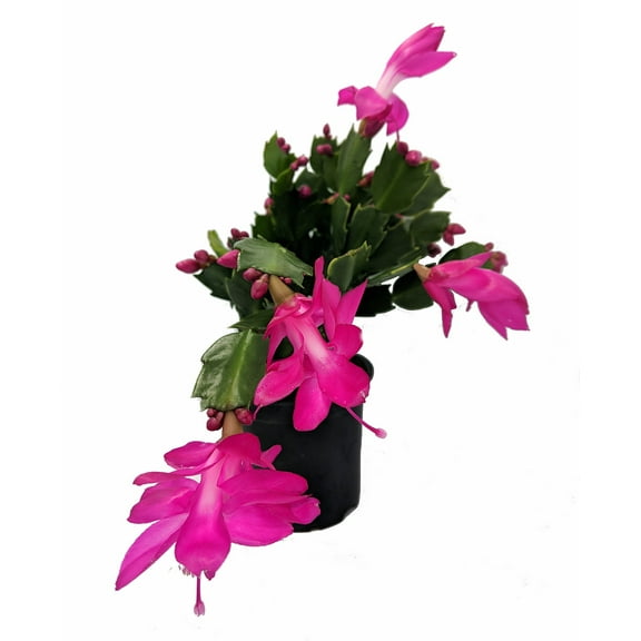 Purple/Magenta Christmas Cactus Plant - Zygocactus - 4" pot