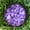 Amethyst Maraba, variant on Down To Earth Tumbled Amazonite 1lb