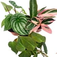 thumbnail image 4 of BubbleBlooms Indoor Foliage Assortment, 4 inch Set of 3, Best-Sellers Most Popular House Plant Variety, 4 of 9