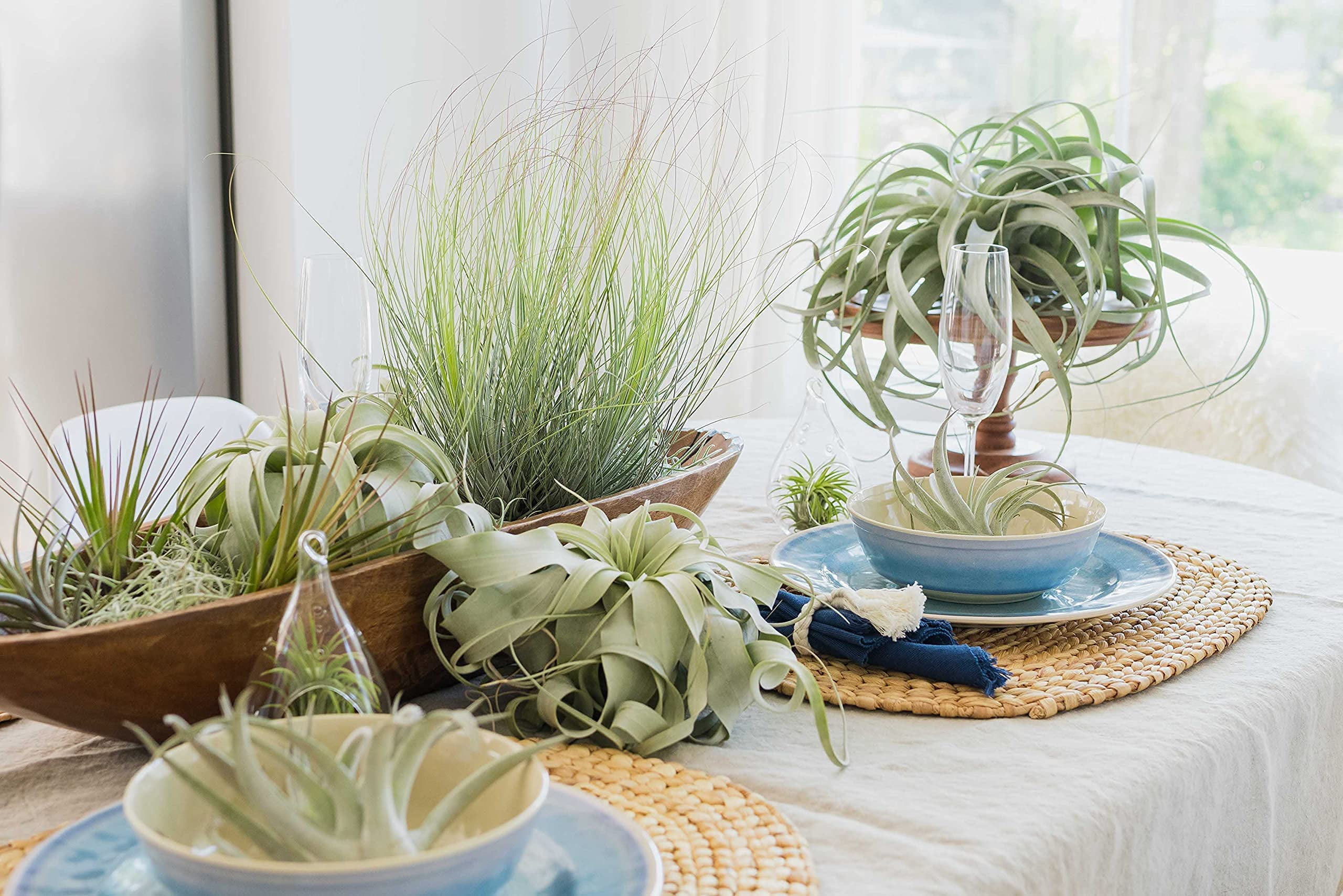 Large Xerographica Air Plants 5 to 7 Inches - Live Tillandsia Succulent House Plants - Available in Wholesale and Bulk - Home and Garden Decor - Easy Care Indoor and Outdoor Plants (Pack of 6)