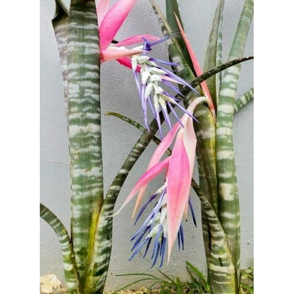 Billbergia brasiliensis Seeds for Planting (5 Rare Seeds)