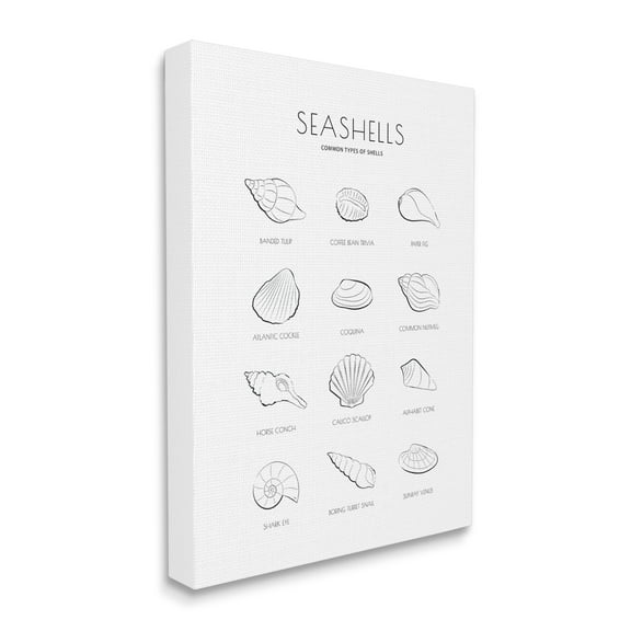 Stupell Industries Seashell Guide for Common Shells Minimal Nautical Chart, 36 x 48, Designed by Martina Pavlova