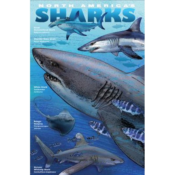 Pre-Owned SHARKS & RAYS of North America NATURE UNFOLDING#10 (Paperback) 098283568X 9780982835685