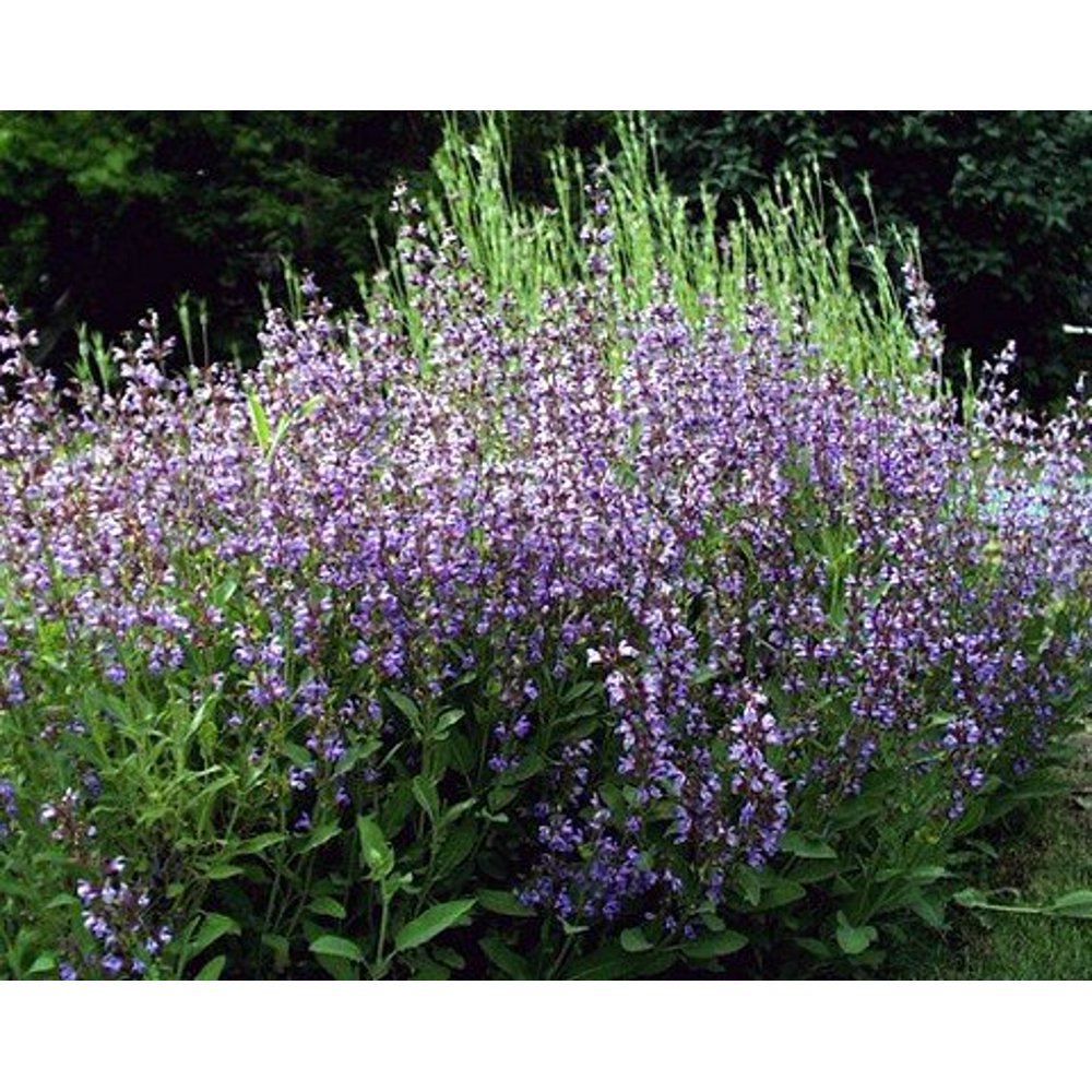 Organic Garden Sage Salvia officinalis Hardy Perennial 4.5" Pot