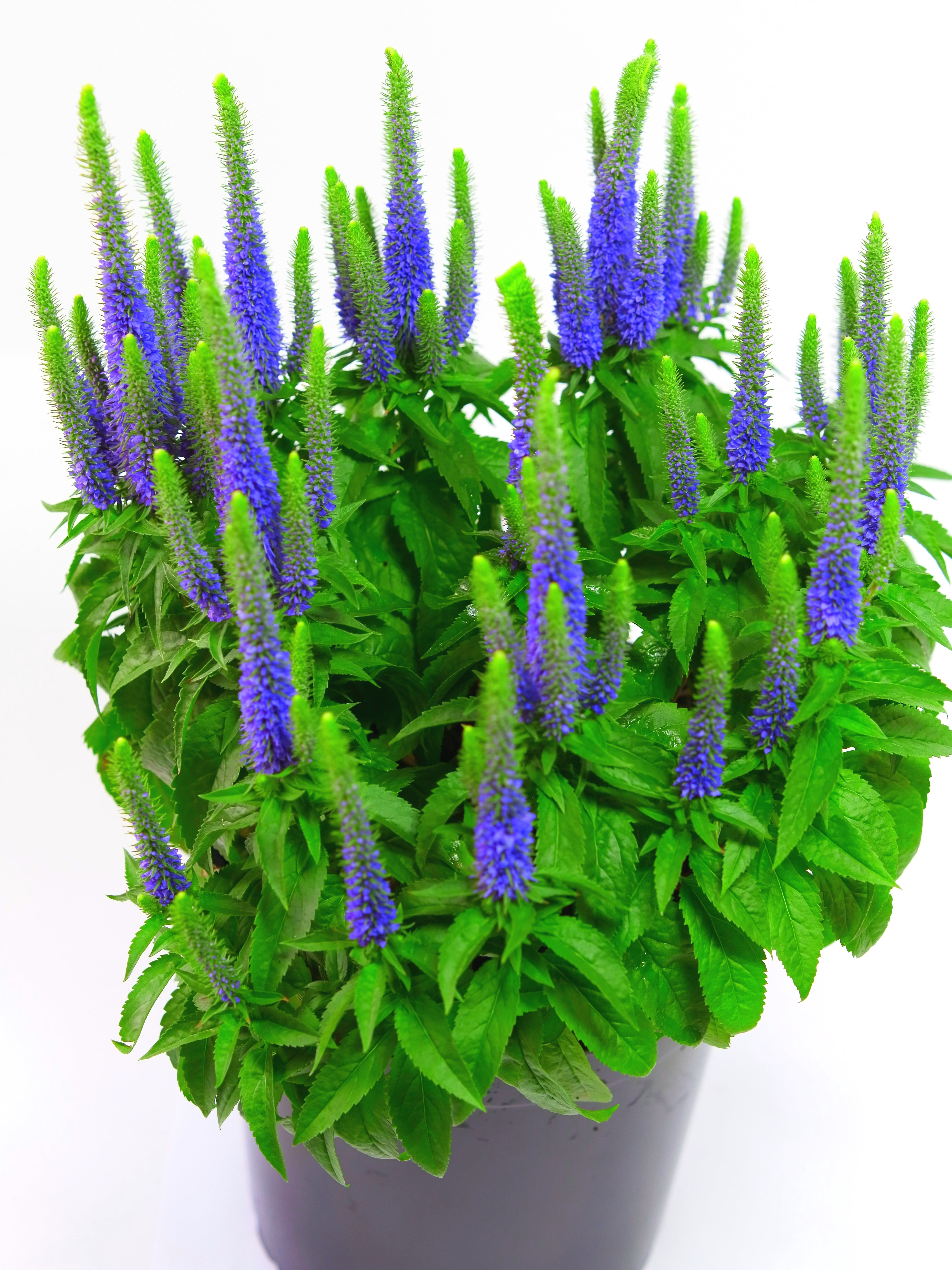 Expert Gardener Outdoor Live Plant Veronica Speedwell Royal