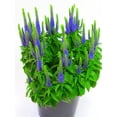 thumbnail image 4 of Expert Gardener Outdoor Live Plant Veronica Speedwell Royal Candles Purple 2.5QT, Sun, 4 of 7