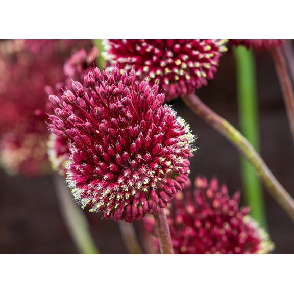 Tall Red Mohican Allium Bulbs for Growing - Easy to Grow - Grow in Dirt Indoors or Plant Outdoors - Prechilled Indoor Bulbs  (10 Bulbs)