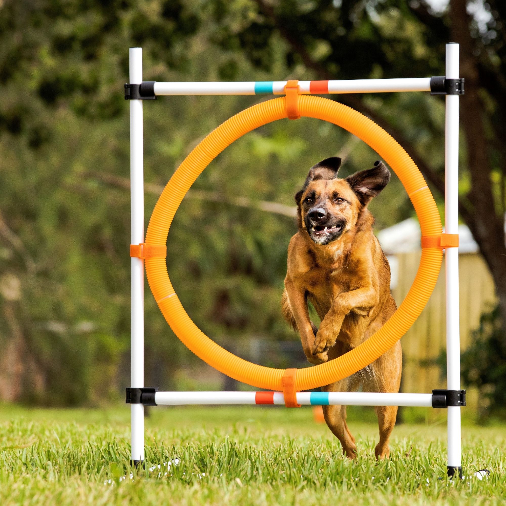 ASYストアMidlee Dog Agility Hoop Bar Beginner Weave Jump Poles, and Set