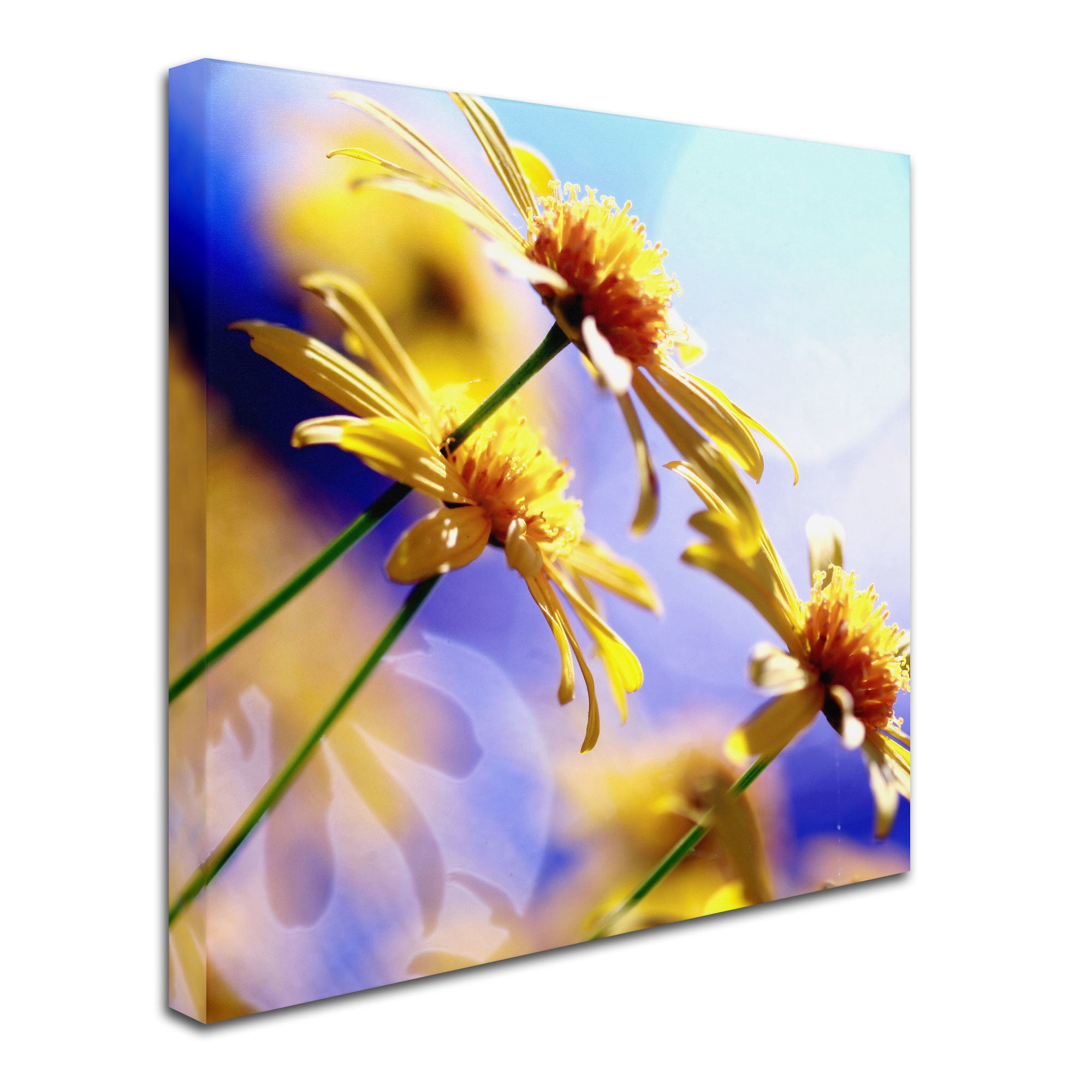 Trademark Fine Art "Sunny Days" Canvas Art by Beata Czyzowska Young