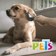 thumbnail image 2 of Carda para Cepillar Perro tamaño Chico, 2 of 4