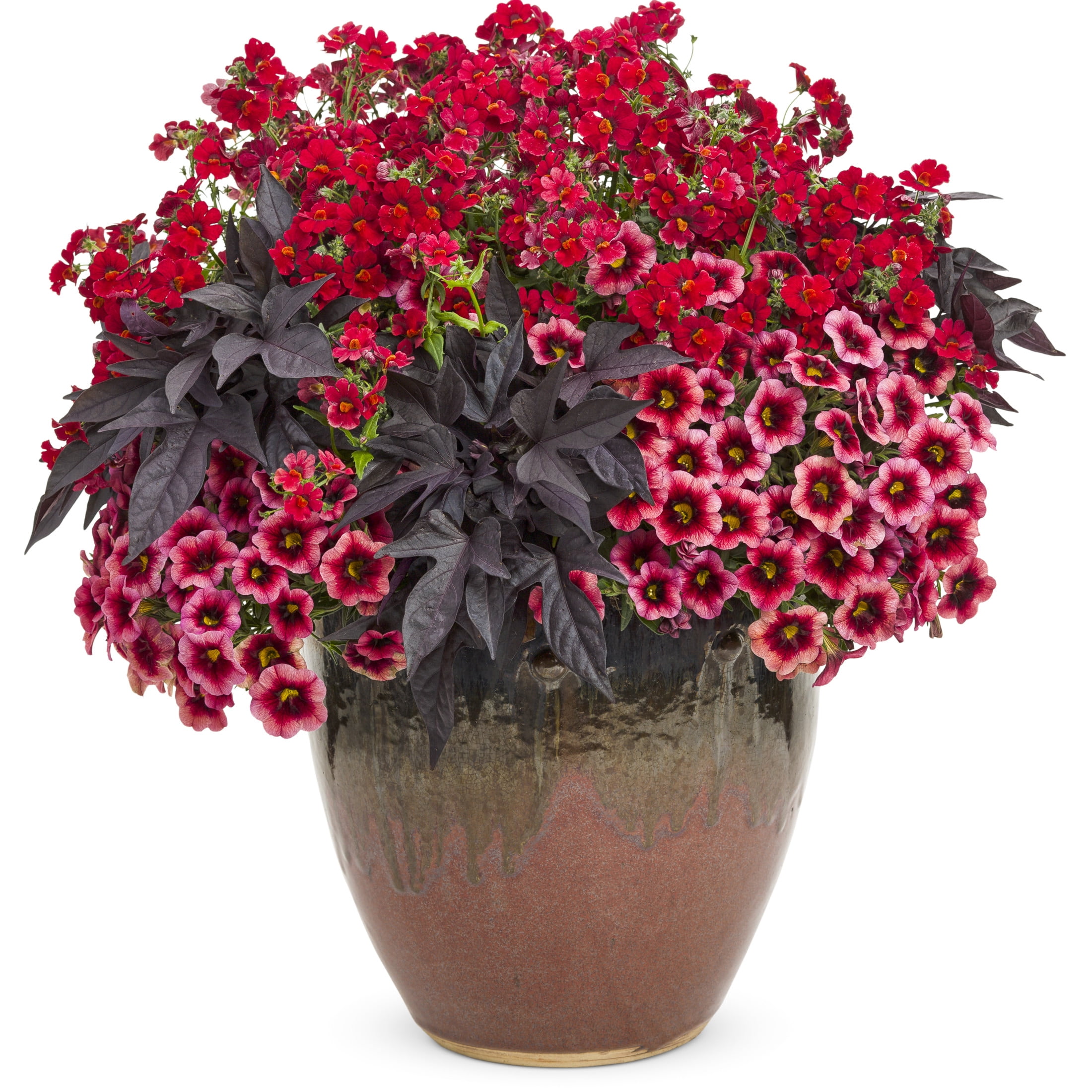 Proven Winners 4" Sunsatia Cranberry Red Nemesia Live Plant in 4.25" Pot (4 Count)