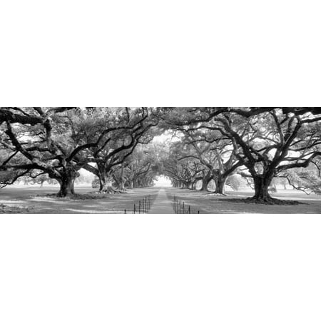 USA, Louisiana, New Orleans, brick path through alley of oak trees Country Black and White Photography Panorama Print Wall