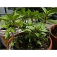 thumbnail image 2 of TomorrowSeeds - Thai Basil Seeds - 1500+ Count - For 2026 Planting USA Asian Herb Bouquet Vietnamese, 2 of 9