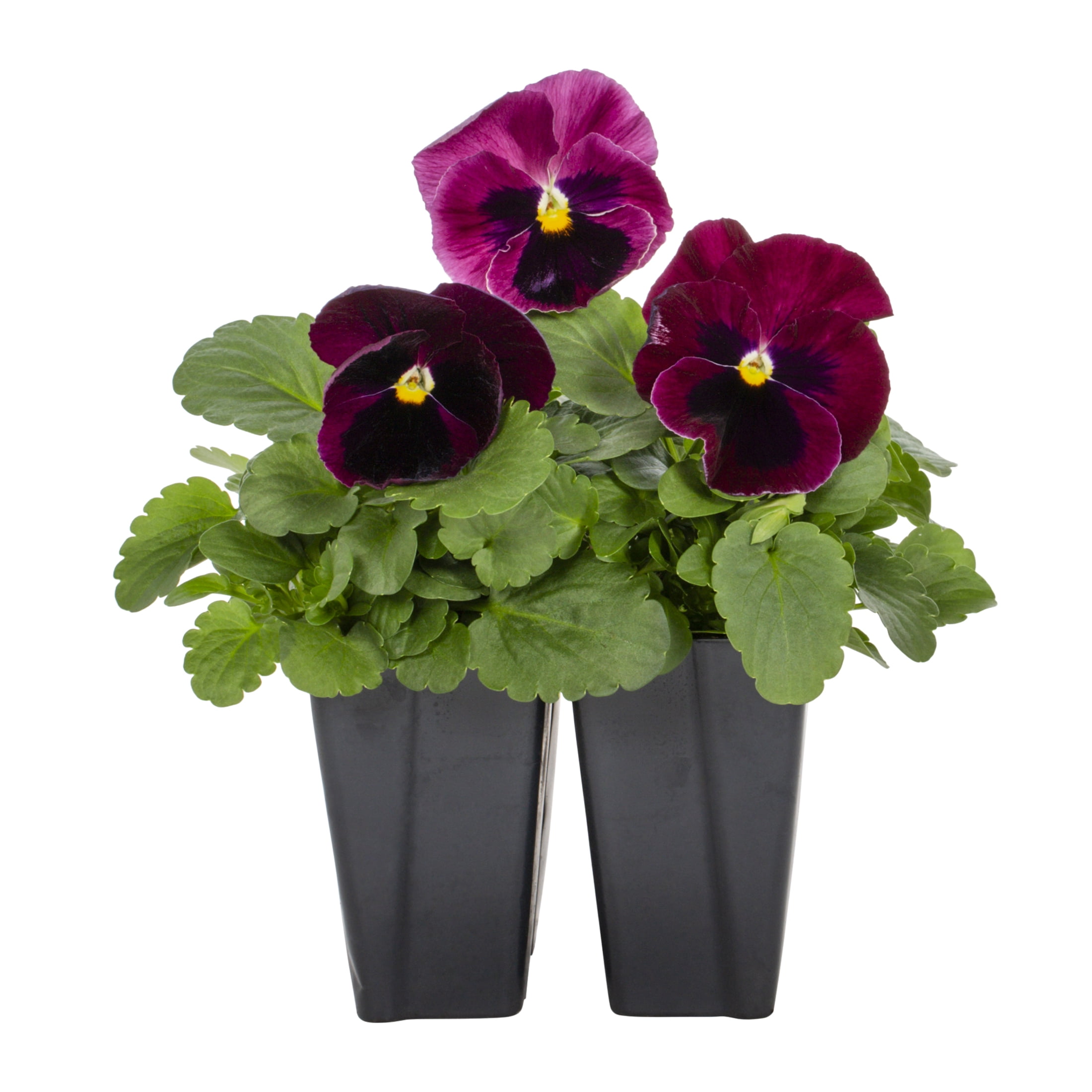 Expert Gardener PT Multicolor Pansy Live Plant Grower Pot Sun (4 Pack)