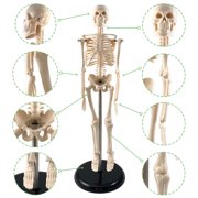 Supertek Human Skeleton Model with Key, 17