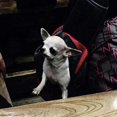 thumbnail image 3 of Pet Dog Sling Carrier, Breathable Mesh Travelling Pet Hands-free Bag, 3 of 5