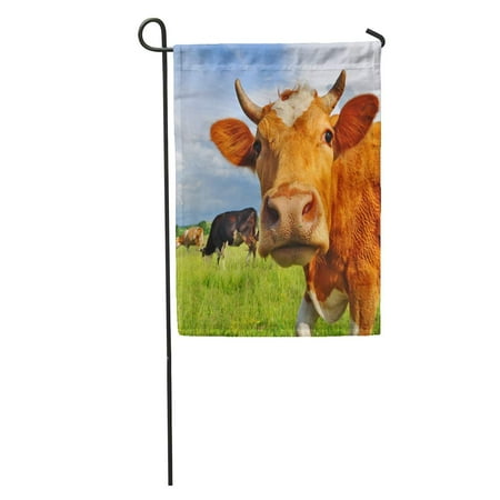 Patio Beef LADDKE Livestock Head of Cow Against Pasture Grazing Beef Husbandry Landscape Garden Flag Decorative Flag House Banner 28x40 inch ()