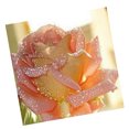 thumbnail image 4 of Kit de pintura de diamante 5D para adultos bordado flor decoración de arte para el hogar regalos de bricolaje Flor rosa Sunnimix Kit de pintura de diamante 5D, 4 of 5