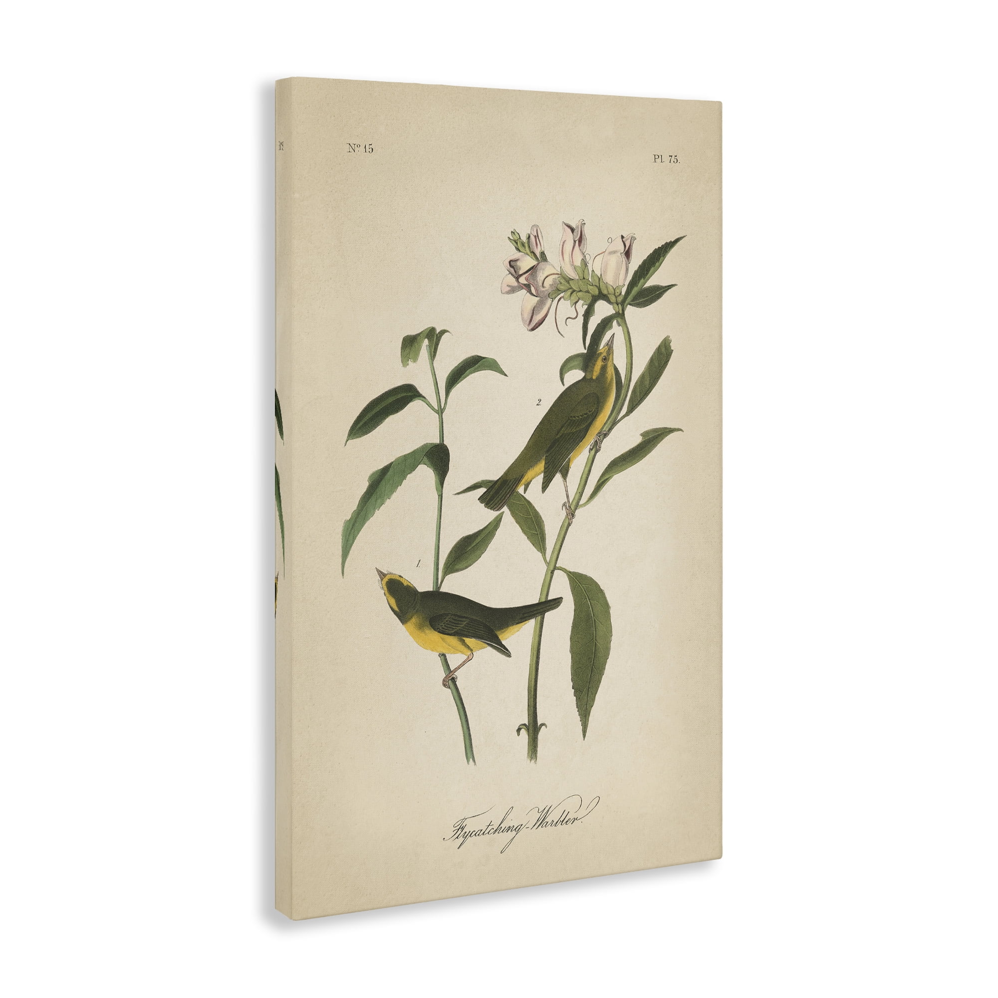 Stupell Industries Vintage Warbler Diagram Animals & Insects Painting Gallery Wrapped Canvas Art Print Wall Art, 24 x 36