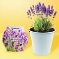 thumbnail image 5 of Buzzy Seeds 2 Pack Lavender Seed & Mini Rose Gardening Kit with Pails, Seeds & Growing Medium, 5 of 5