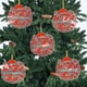 thumbnail image 5 of Adornos Navideños para Árbol, Monogramas Decorativos Acrílicos 2D con Gorro de Papá Noel, 26 Letras, Adornos Colgantes para Manualidades, Decoración Navideña Del Hogar., 5 of 5