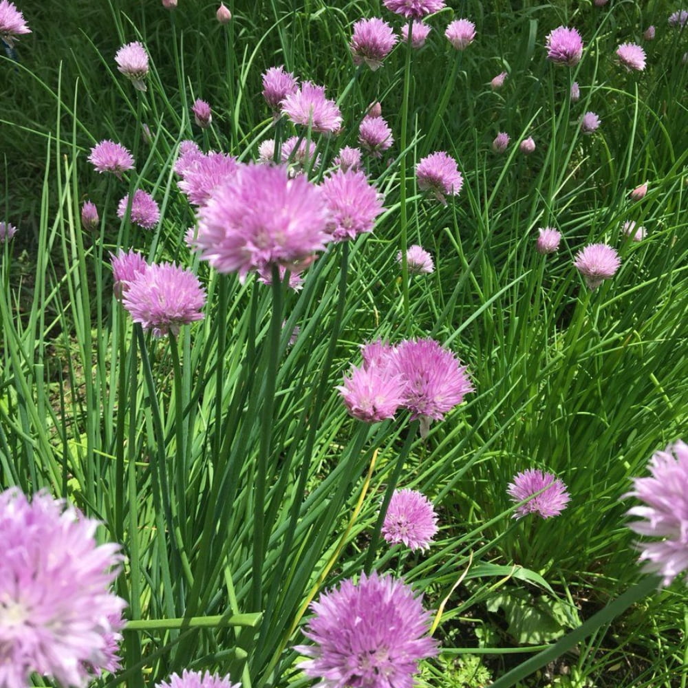 Set 10 Mature Chive Plants Live, Hardy Garlic Chives Live for Indoor Outdoor Garden, 3-5 Inch