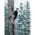 thumbnail image 2 of Tift, Jeff 11x14 Gold Ornate Wood Framed with Double Matting Museum Art Print Titled - Piliated Woodpeckers, 2 of 4