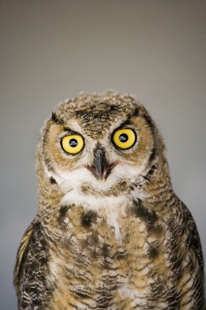 Immature Great Horned Owl (Bubo Virginianus) Alberta Bird Of Prey Centre Coaldale Alberta Canada This Centre Rehabilitates Injured Birds And Releases Them Back To The Wild Whenever Possible Canvas Art