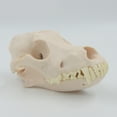 thumbnail image 6 of Yokua Dog Skull Model Realistic Dog Skeleton Head Model Realistic Dog Head Bone, 6 of 11