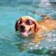 thumbnail image 3 of Gafas De Sol Plegables Para Perros Con Correa Ajustable Gafas De Sol Para Mascotas, 3 of 3