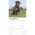 thumbnail image 4 of Rottweilers 2025 12 X 24 Inch Monthly Square Wall Calendar Plastic-Free (Wall), 4 of 9