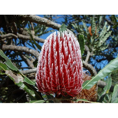 Banksia Flower - LAMINATED POSTER White Red Close-up Banksia Australia Flower Poster Print 24 x 36